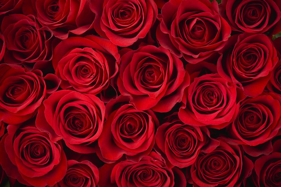 6 Tips To Choose Perfect Valentine’s Roses