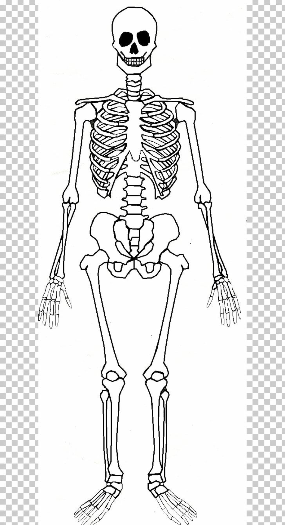 Anatomy Of A Skeleton