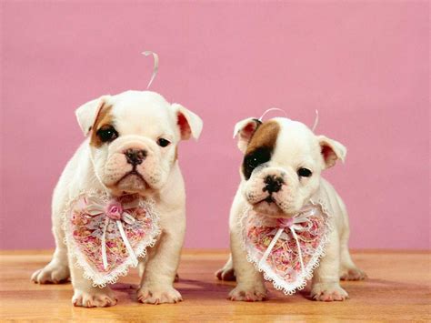 Cat And Dog Valentine S Day Wallpapers Wallpaper Cave