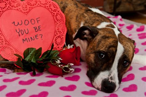 Celebrate Valentine S Day With Your Dog Good Old Doggie