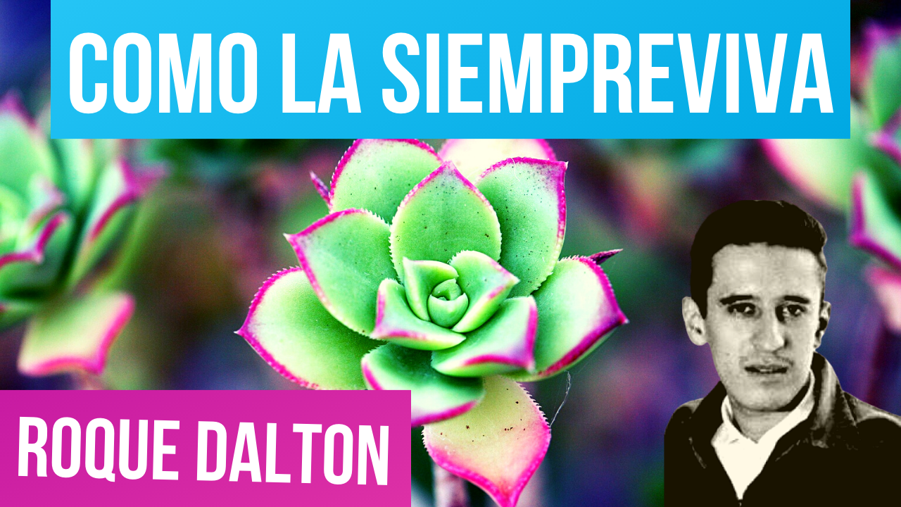 Como La Siempreviva Roque Dalton Valentina Zoe By Valentinazoe On