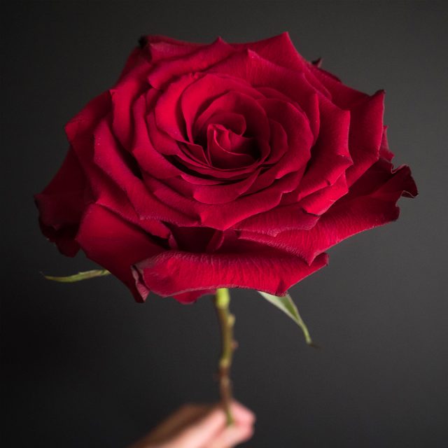 Complete Guide To Red Rose Varieties For Valentine’s Day