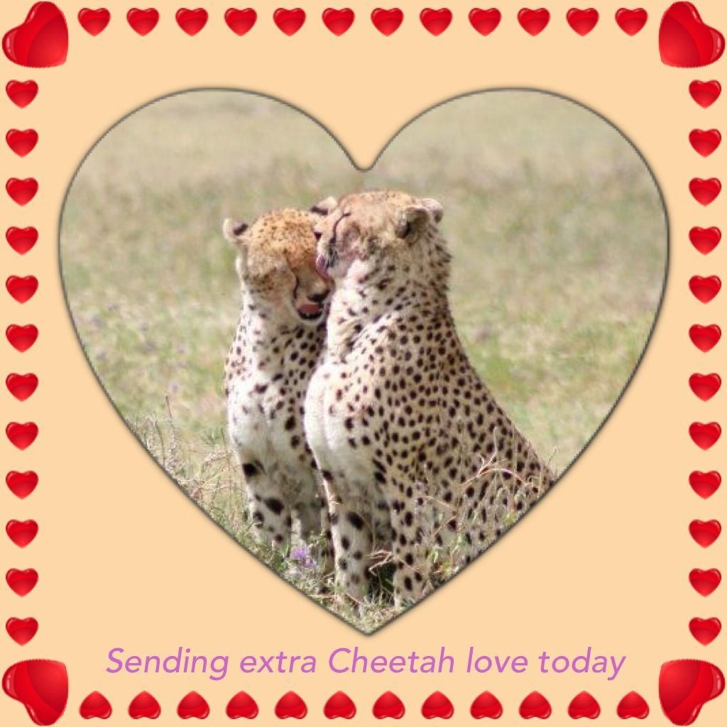 Create A Cheetah Valentine Box Effortlessly