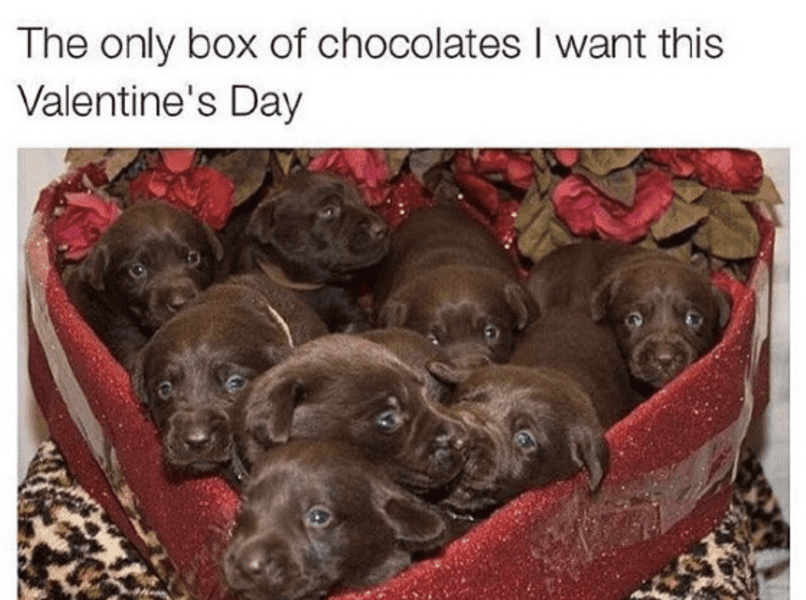 Hilarious Funny Valentines Day Memes