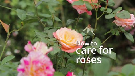 How To Care For Roses After Valentine’s Day