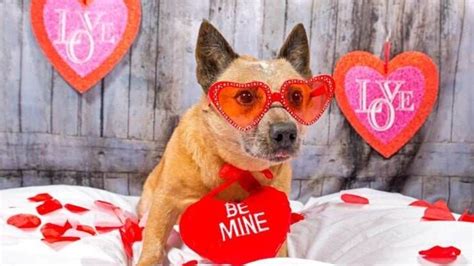 How To Celebrate Valentine’s Day With Your Pet