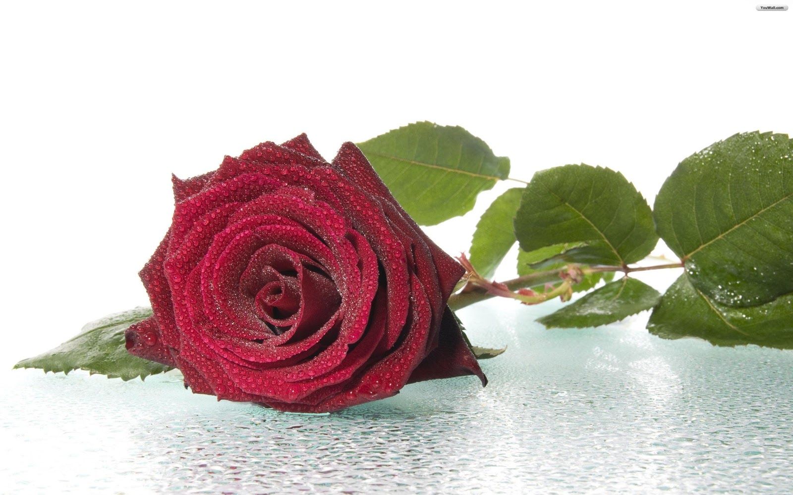 Red Rose Gift On Valentines Day 2016