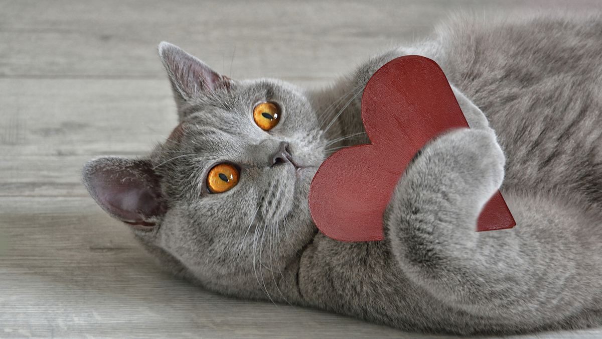 Valentine Cat Gifts Our Favorite Love Themed Gifts For Furry Friends