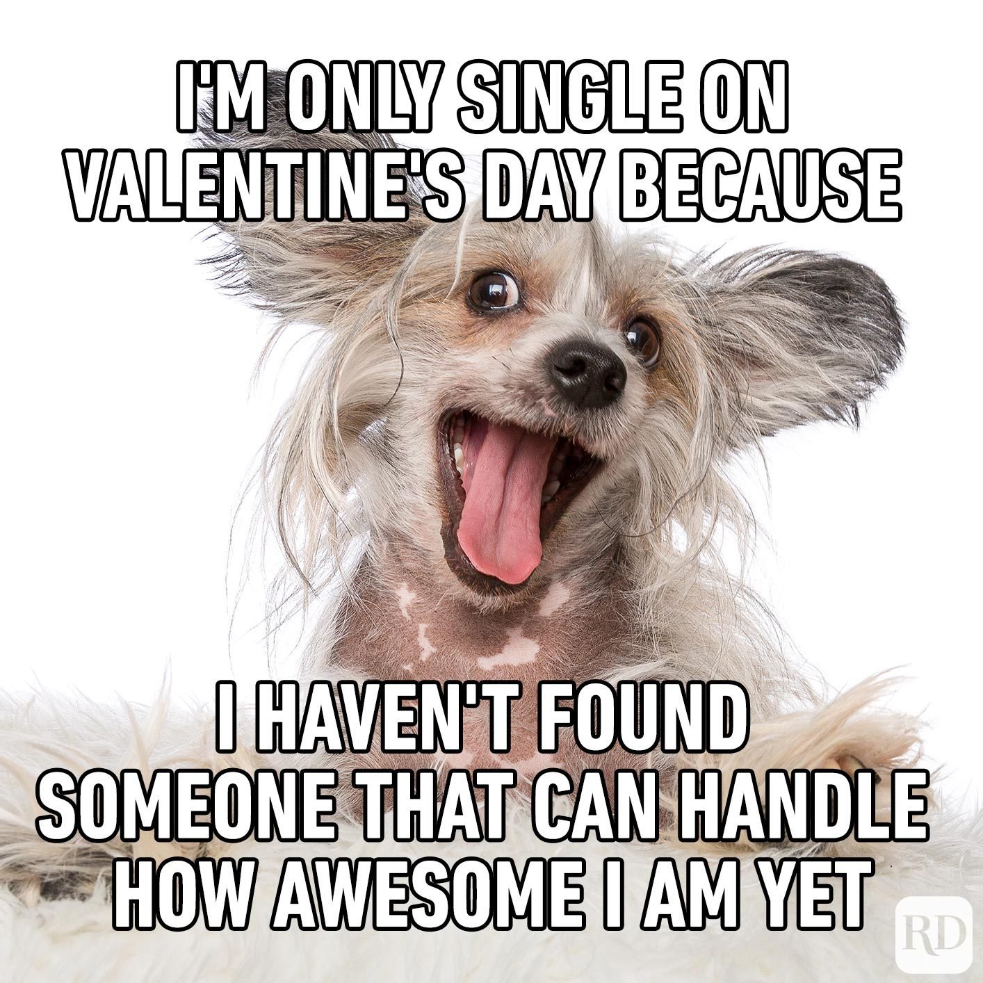 Valentine S Day 2022 Jokes Funny Memes Images Quotes For Singles