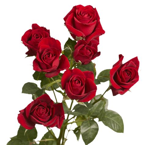 Valentine S Day Red Spray Roses Delivery Globalrose