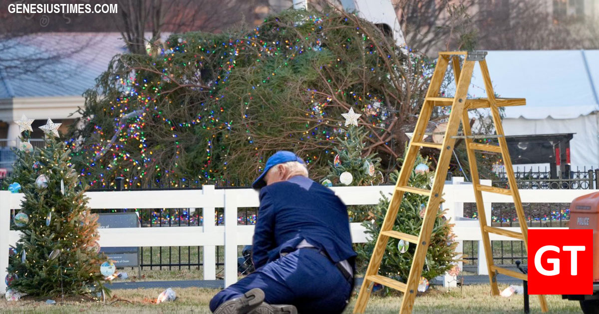 White House Christmas Tree 2024 North Carolina Christmas Holiday 2024